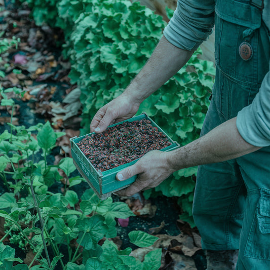 5 consejos para un control eficiente de plagas en cultivos ecológicos