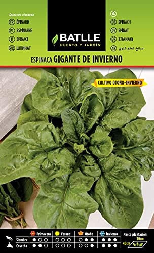 Semillas Espinaca GIGANTE DE INVIERNO 20g - Variedad Resistente y Productiva